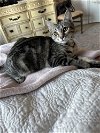 adoptable Cat in orlando, FL named Eggnog