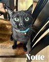 adoptable Cat in orlando, FL named Notte