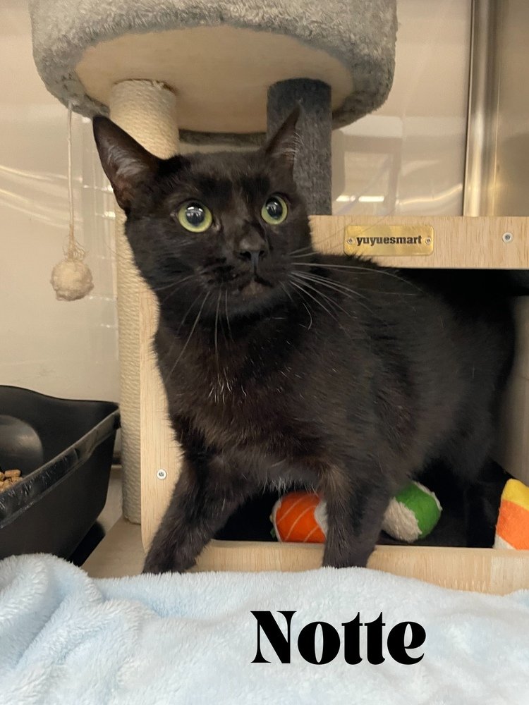 adoptable Cat in Orlando, FL named Notte