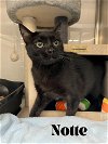 adoptable Cat in orlando, FL named Notte