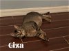 adoptable Cat in orlando, FL named Giza