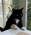 adoptable Cat in orlando, FL named Loudon (Jiji)