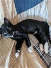 adoptable Cat in orlando, FL named Yuffie