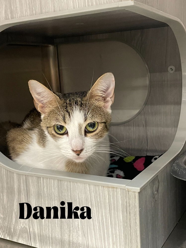 adoptable Cat in Orlando, FL named Danika