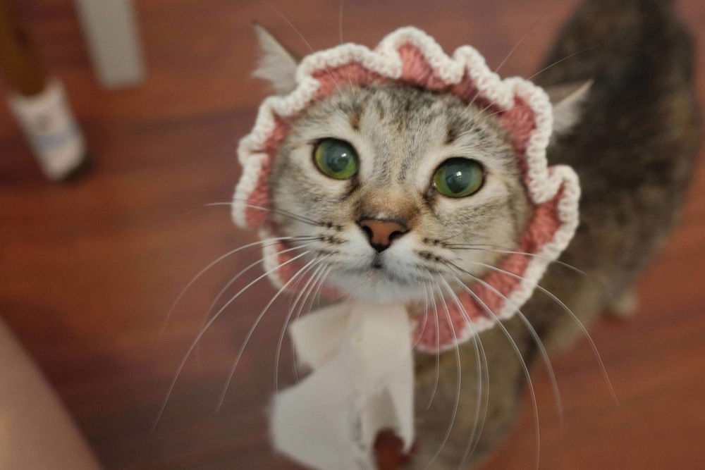 adoptable Cat in Orlando, FL named Tissue