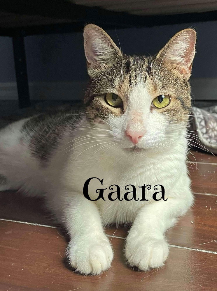 adoptable Cat in Orlando, FL named Gaara (Keebler)