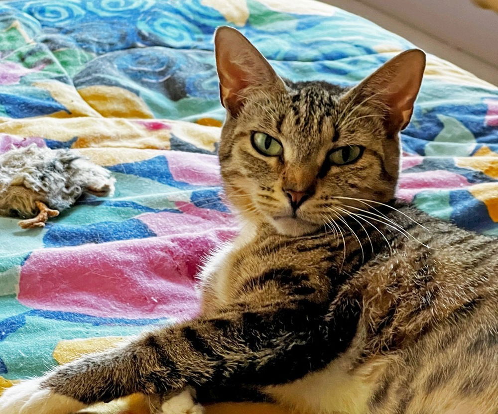 adoptable Cat in Orlando, FL named Baby