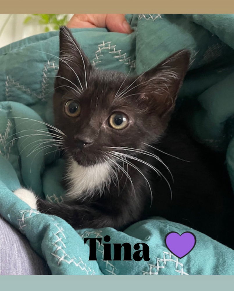 adoptable Cat in Orlando, FL named Tina