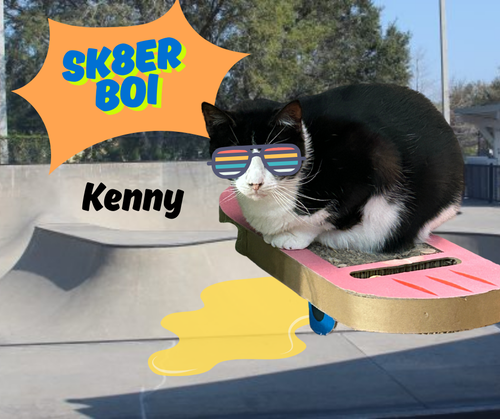 picture of the cat needing adoption