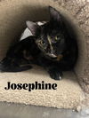 Josephine