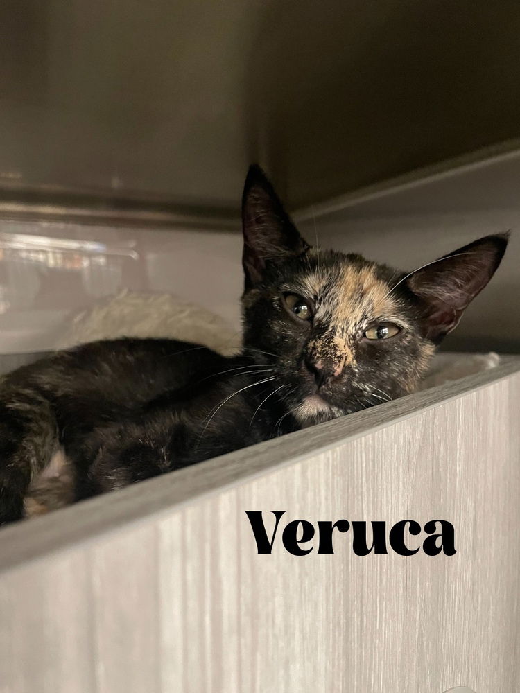 adoptable Cat in Orlando, FL named Veruca Salt