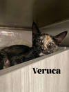 Veruca Salt