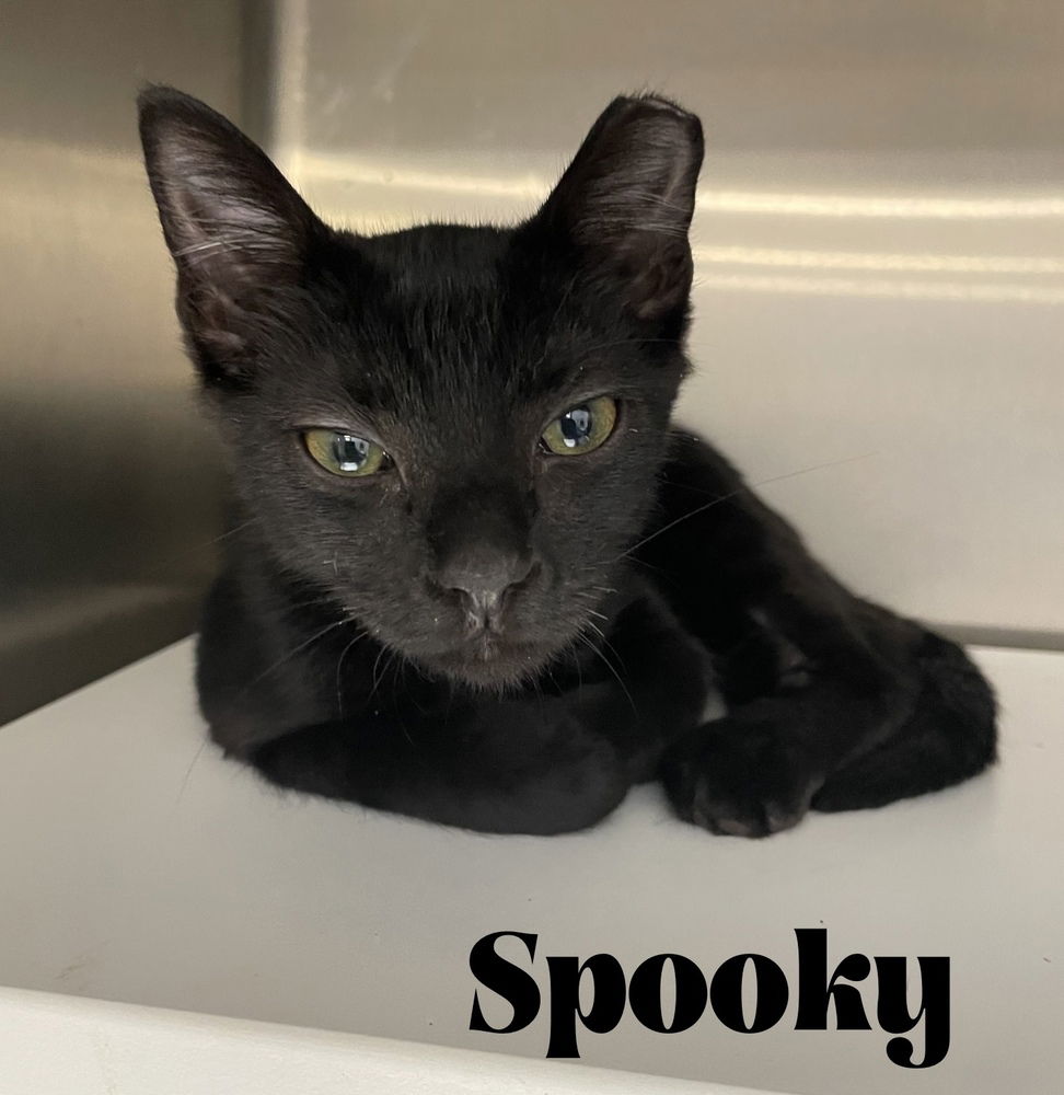 adoptable Cat in Orlando, FL named Spooky 3