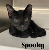 adoptable Cat in Orlando, FL named Spooky 3