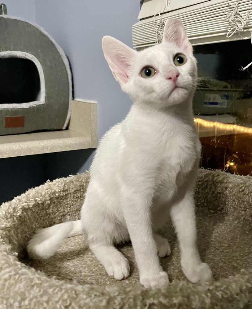 adoptable Cat in Orlando, FL named Nova 2