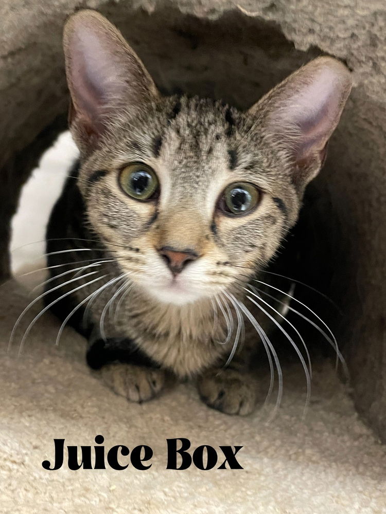 adoptable Cat in Orlando, FL named Juice Box