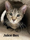 adoptable Cat in Orlando, FL named Juice Box