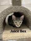 Juice Box