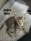 Juice Box