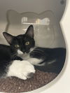 adoptable Cat in Orlando, FL named Francee