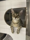 adoptable Cat in Orlando, FL named Messner