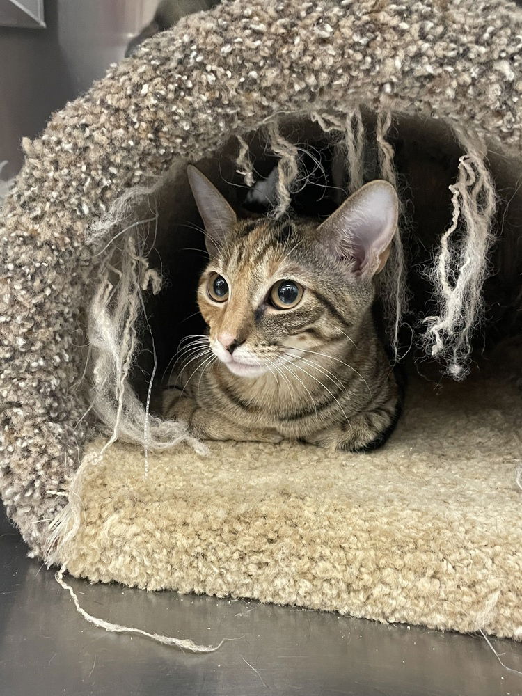 adoptable Cat in Orlando, FL named Robin