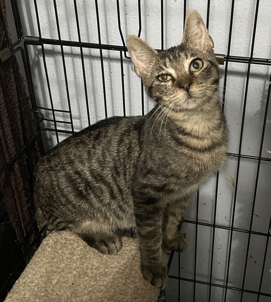 adoptable Cat in Orlando, FL named Thunderbird