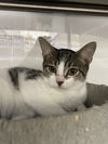 adoptable Cat in Orlando, FL named Frieda