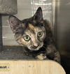 adoptable Cat in Orlando, FL named Bedazzle