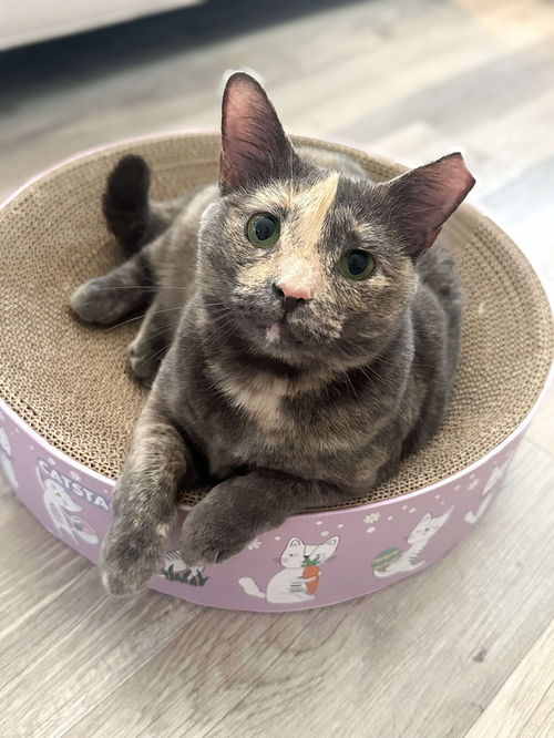 picture of the cat needing adoption
