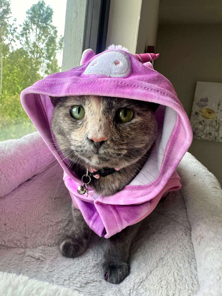 adoptable Cat in Orlando, FL named Adela