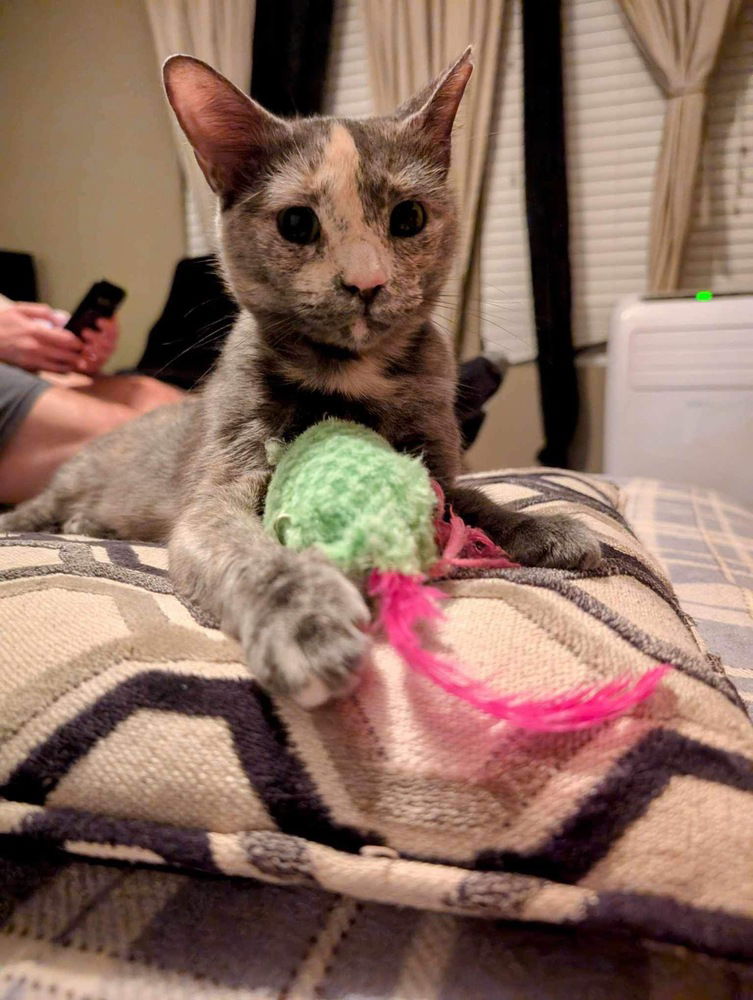 adoptable Cat in Orlando, FL named Adela