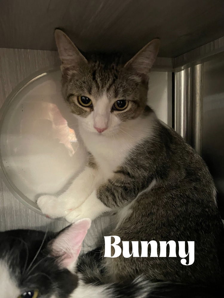 adoptable Cat in Orlando, FL named Bunny