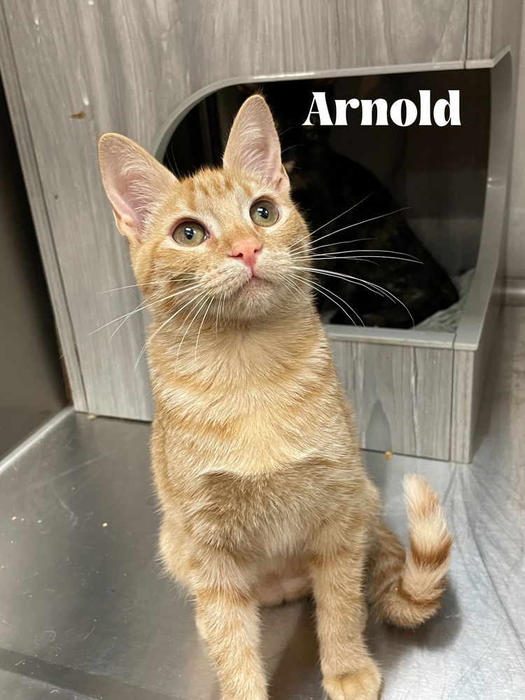 adoptable Cat in Orlando, FL named Arnold