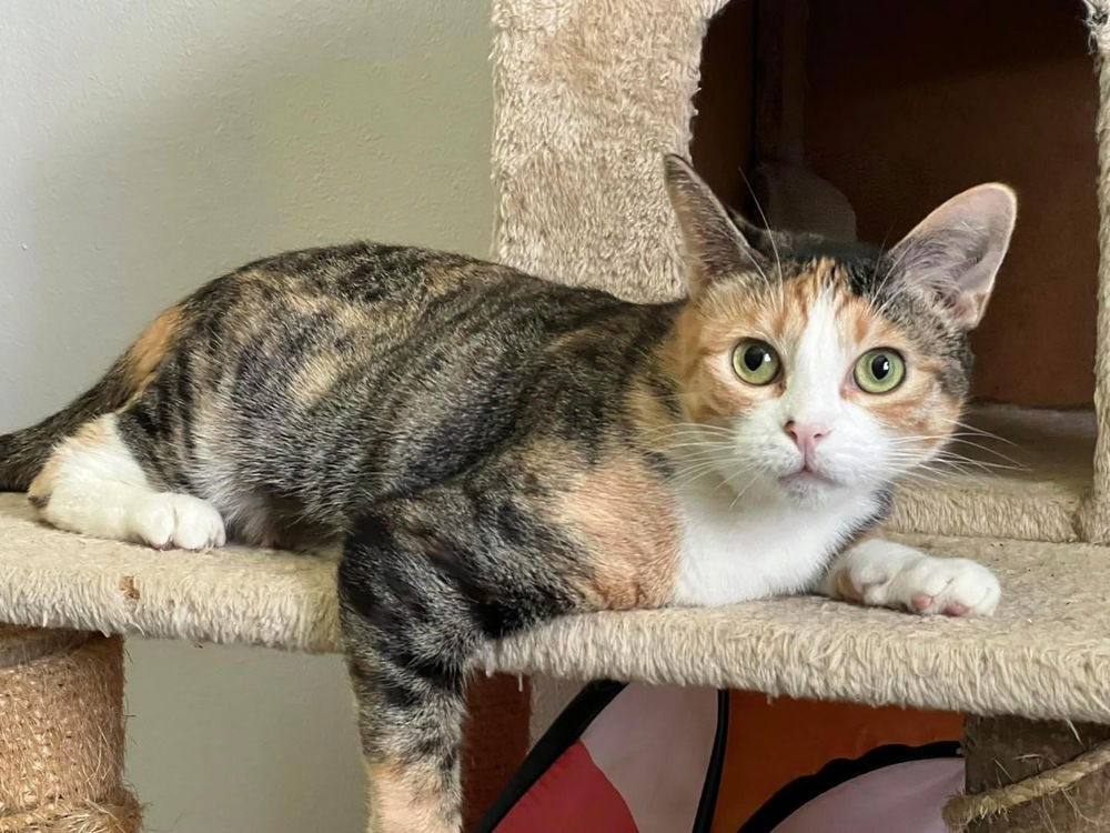 adoptable Cat in Orlando, FL named Angelfish