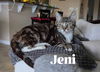 adoptable Cat in Orlando, FL named Jeni