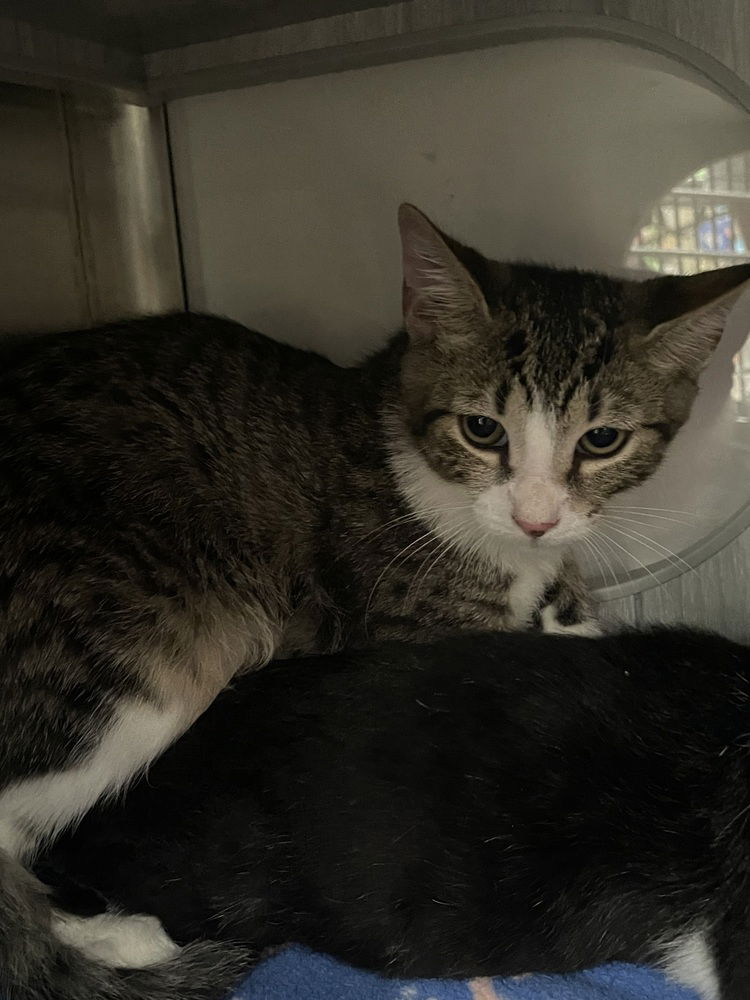 adoptable Cat in Orlando, FL named Booth