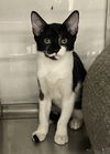 adoptable Cat in Orlando, FL named Eddy