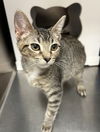 adoptable Cat in Orlando, FL named Wallis