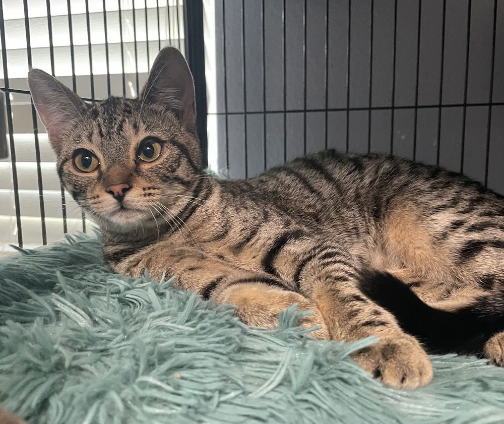 adoptable Cat in Orlando, FL named Cagan