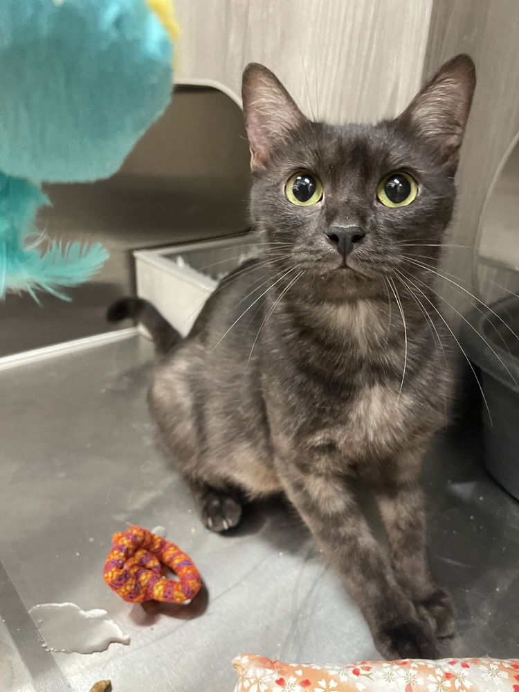 adoptable Cat in Orlando, FL named Amity