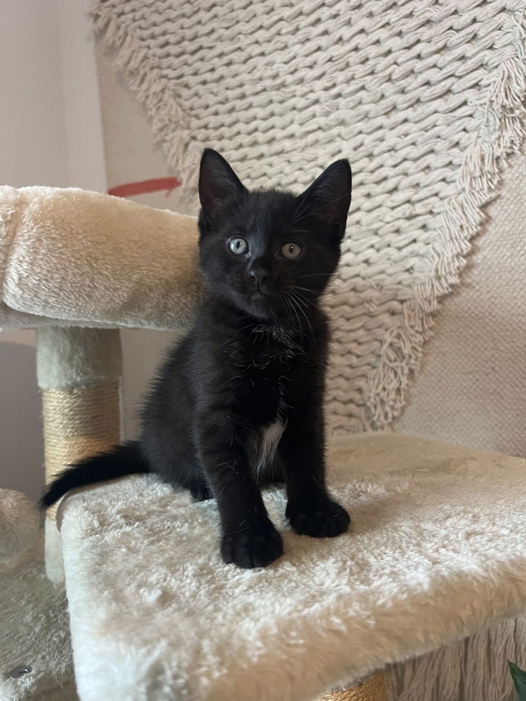 adoptable Cat in Orlando, FL named Negra