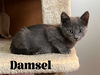 Damsel