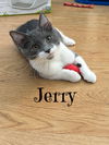 Jerry