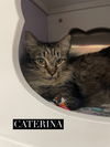 Caterina