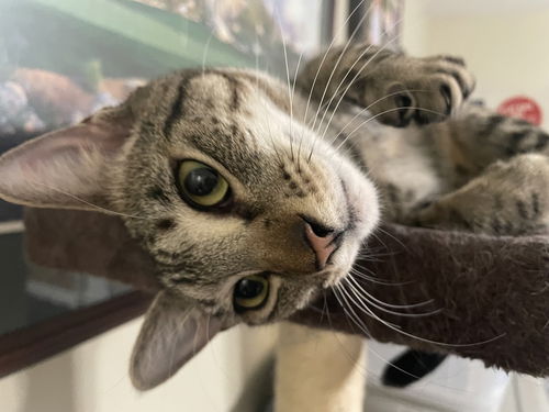 picture of the cat needing adoption