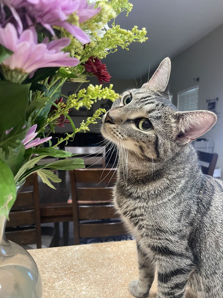 adoptable Cat in Orlando, FL named Wildflower