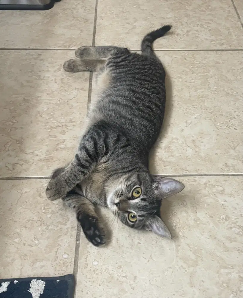 Wildflower - Domestic Short Hair