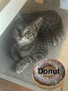 Donut