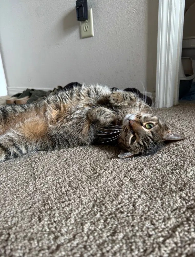 America - Domestic Short Hair